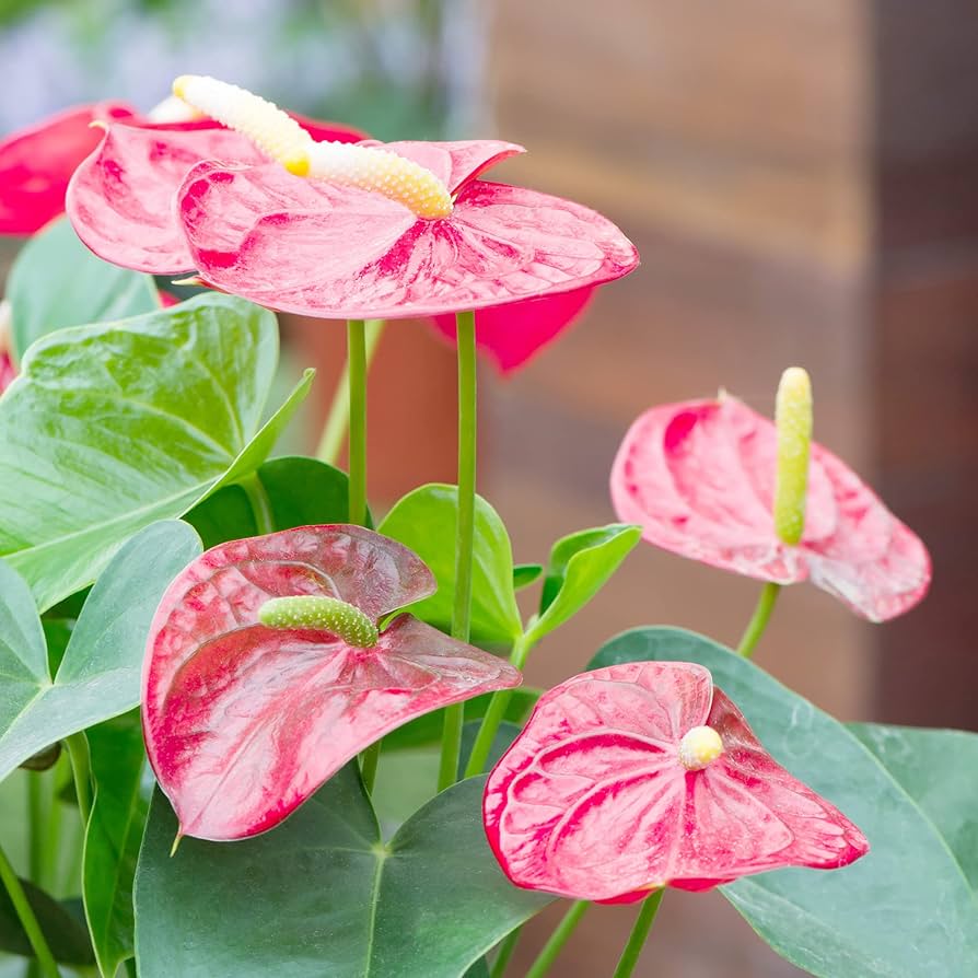 Heirloom Anthurium Flower Seeds for Planting – Exotic Tropical Houseplant Seeds