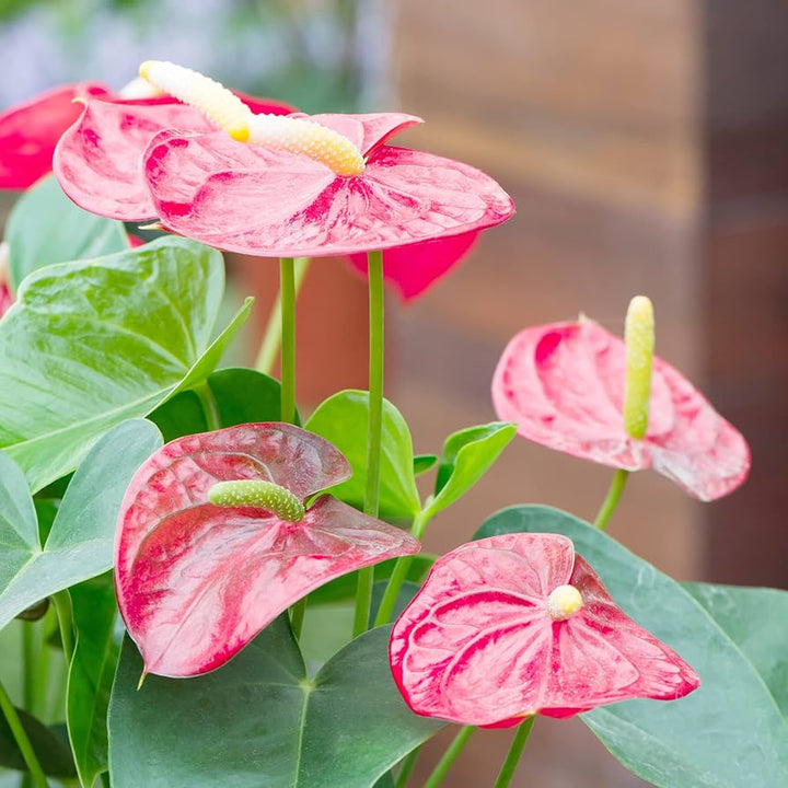 Heirloom Anthurium Flower Seeds for Planting – Exotic Tropical Houseplant Seeds
