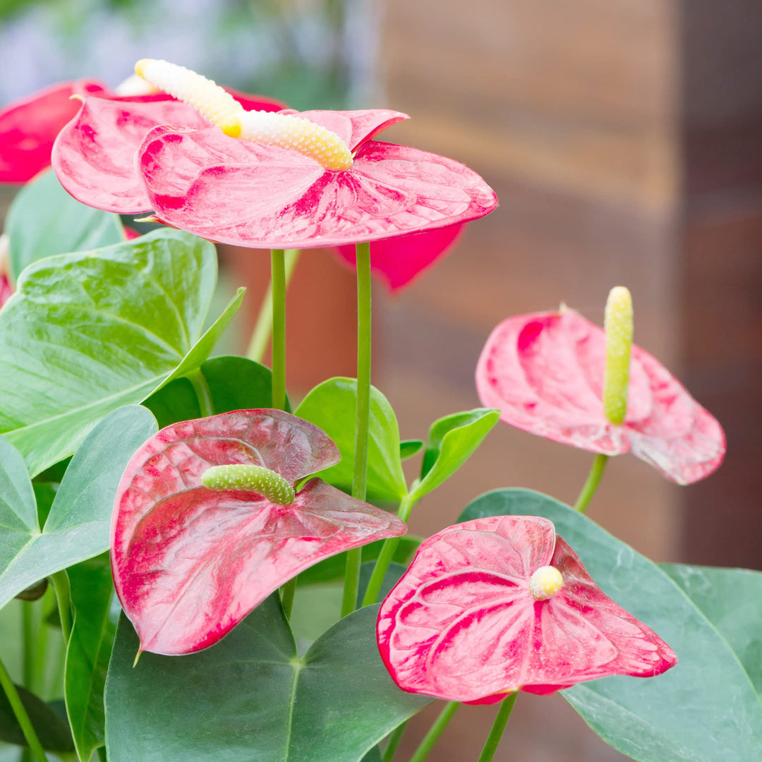 Rose Pink Anthurium Perennial Flower Seeds for Planting 100 pcs