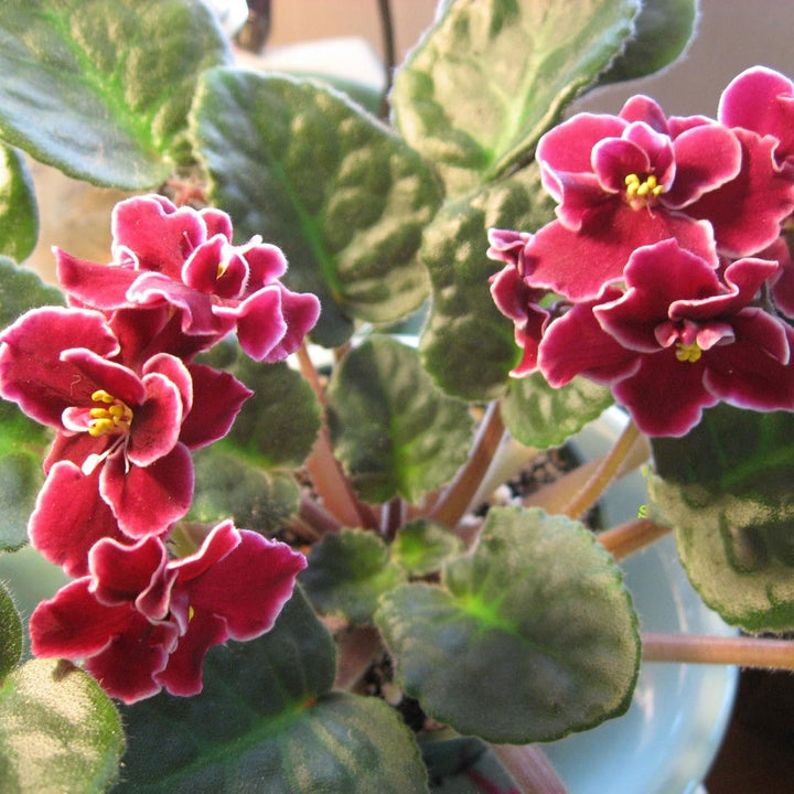 African Violet Flower Seeds Red – Heirloom, Non-GMO Seeds for Planting Indoor Garden Blooms