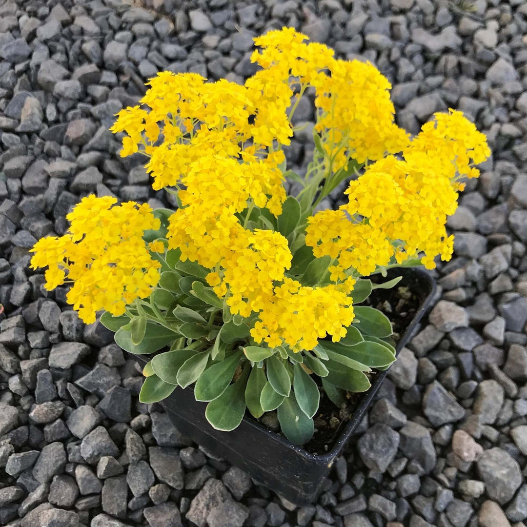 yellow rock flower seeds