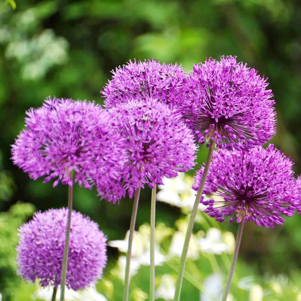 Giant Onion Allium Giganteum Flower Seeds Home Garden Planting, Exotic Organic Blooming
