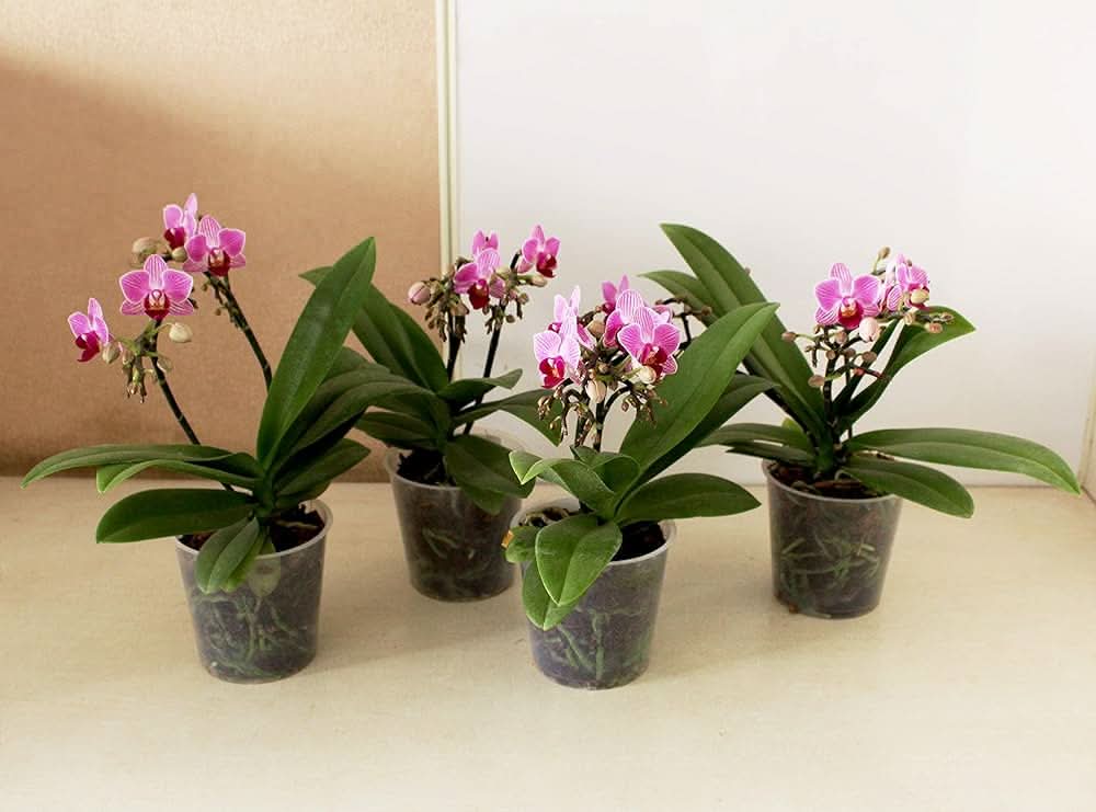 mini phalaenopsis flower seeds