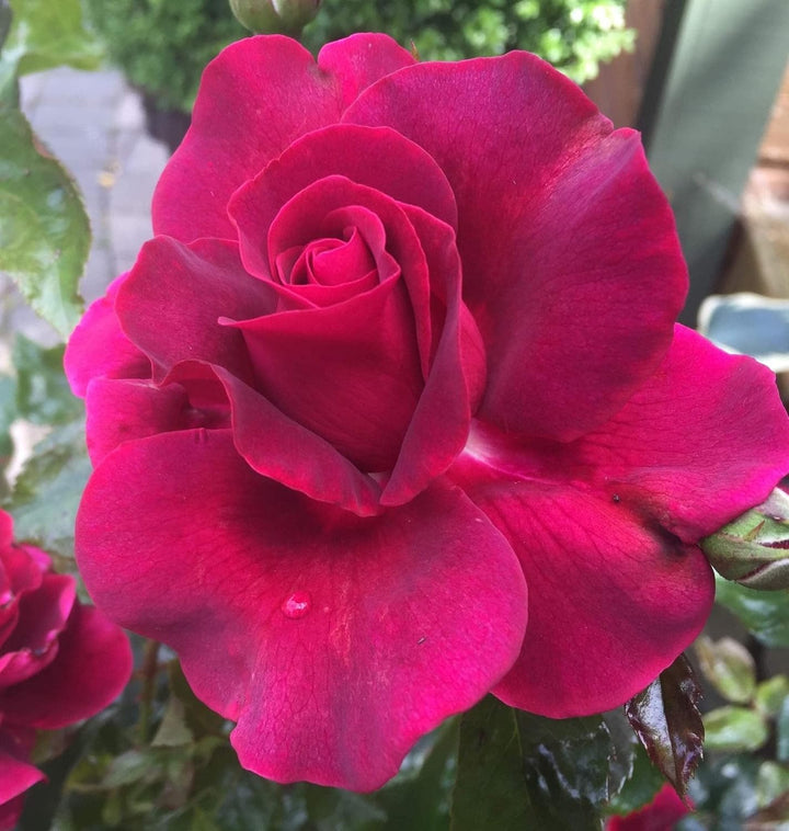 Flower Seeds, Seeds for Planting, Plant Seeds