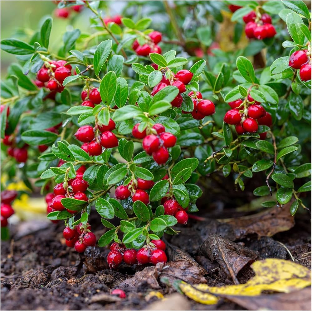 Vaccinium Vitis Fruit Seeds for Planting - Lush Berry Bushes with High Yield, Heirloom Seeds