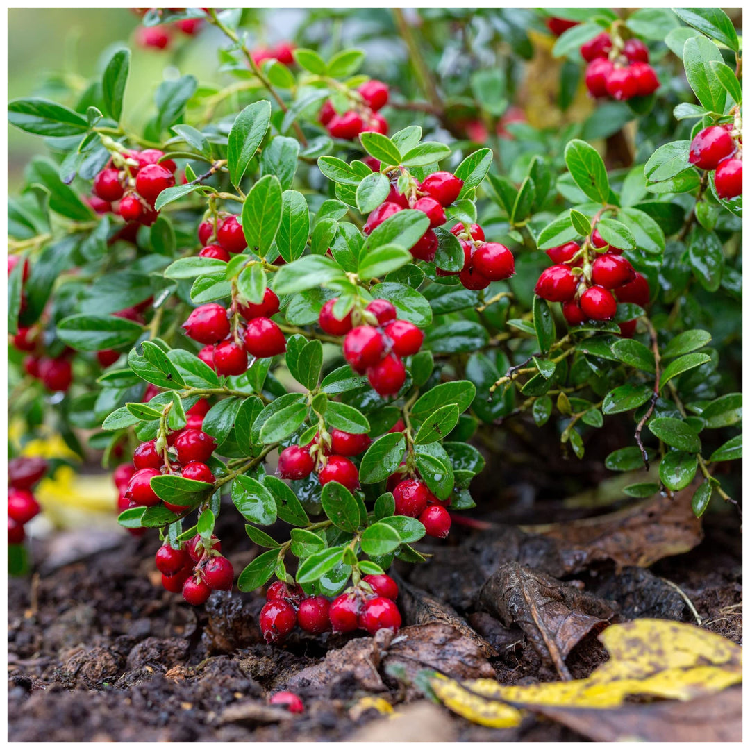 Lingonberry Fruit Seeds for Planting - Growing Tangy and Nutritious Red Berries, Non GMO Seeds