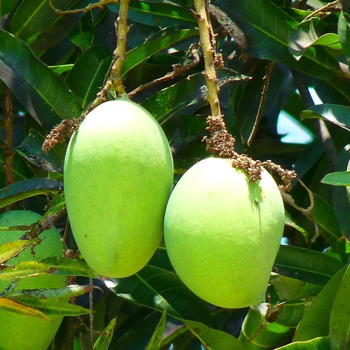 Grønne mangotræfrø - Perfekt til dyrkning af tropiske mangotræer 100 stk