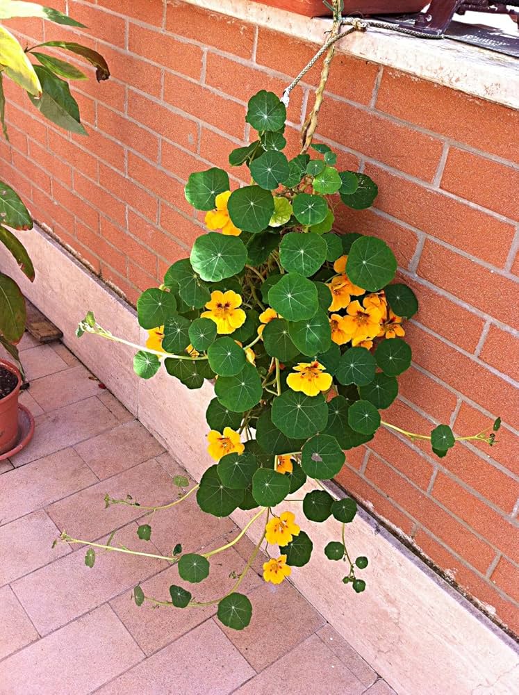 nasturtiums hanging flower seeds