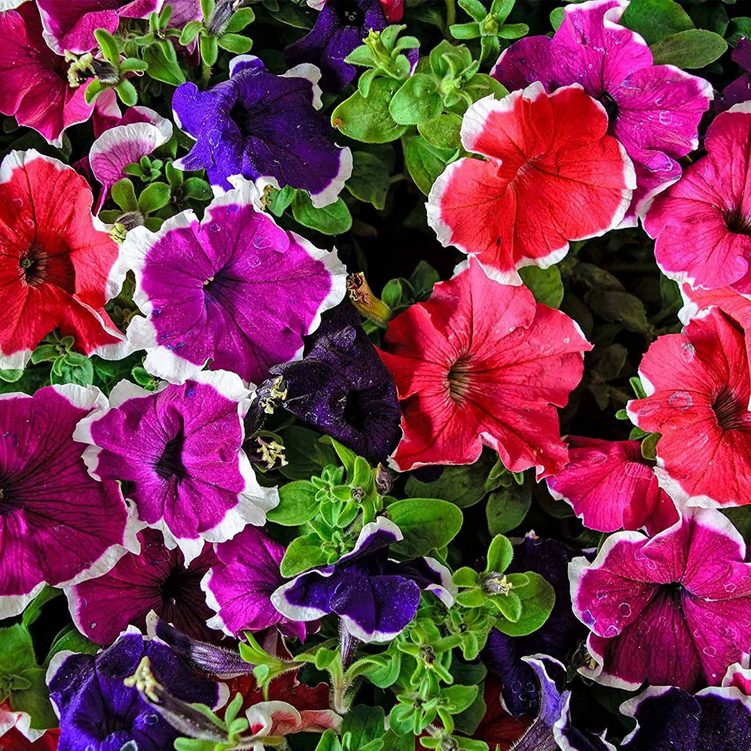 brown mixed flower seeds