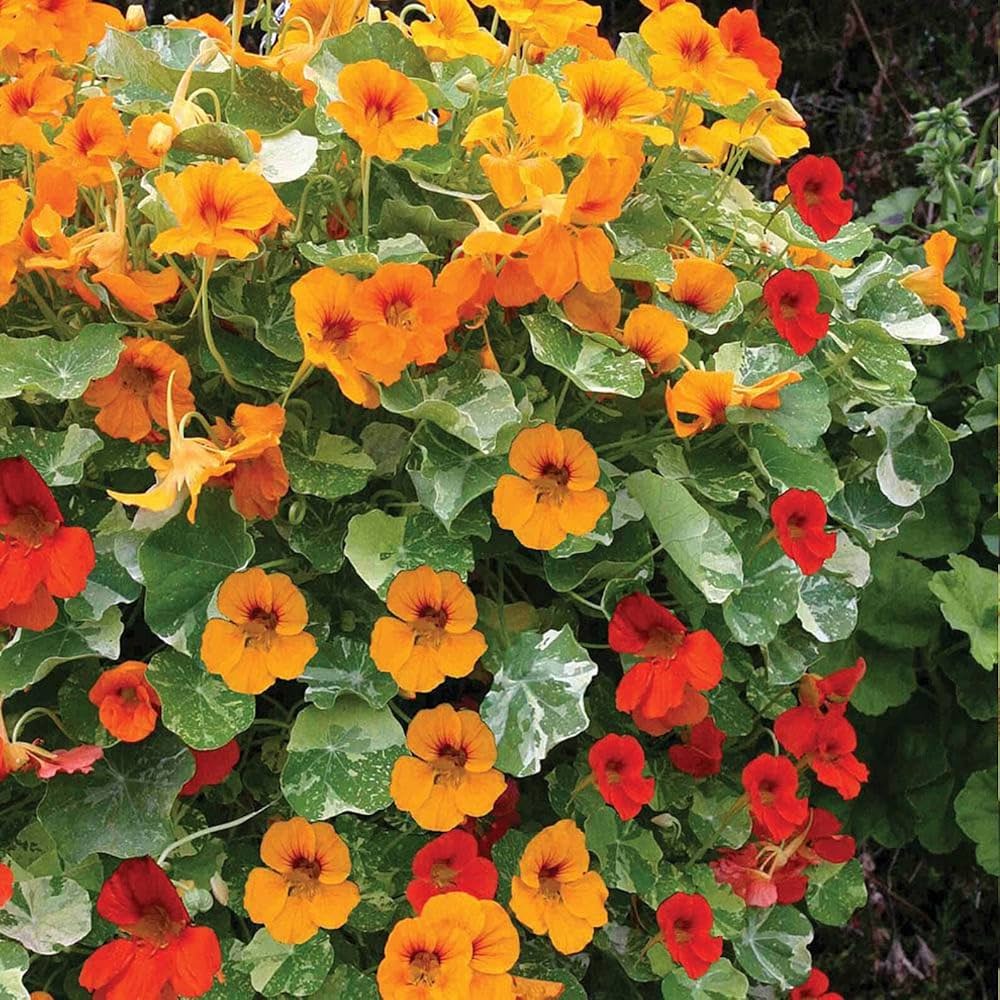 cream nasturtium flower seeds