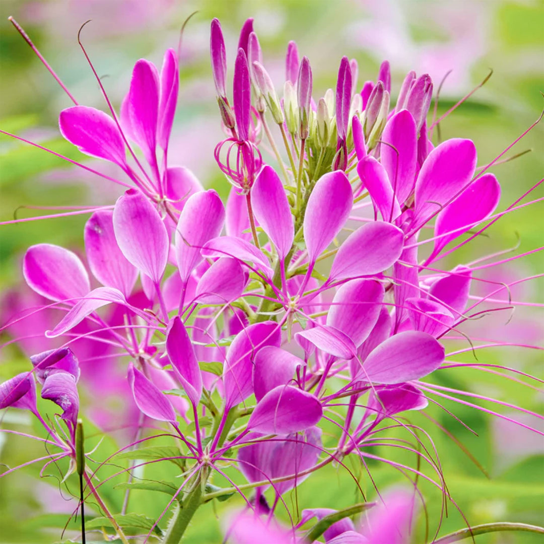 sticky spider flower seeds