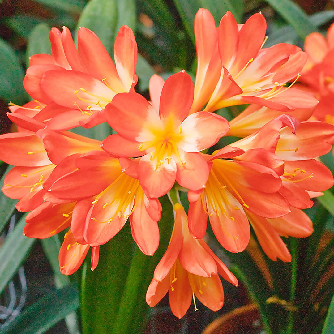 orange clivia flower seeds