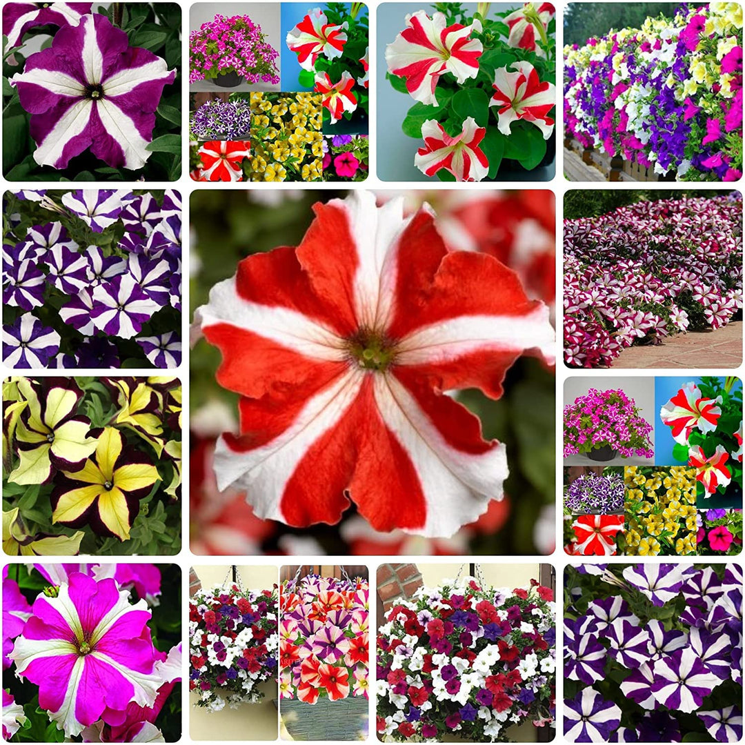 Oblique Petunia Flower Seeds for Planting – Mixed Color, Heirloom Non-GMO High Germination Organic Garden Seeds