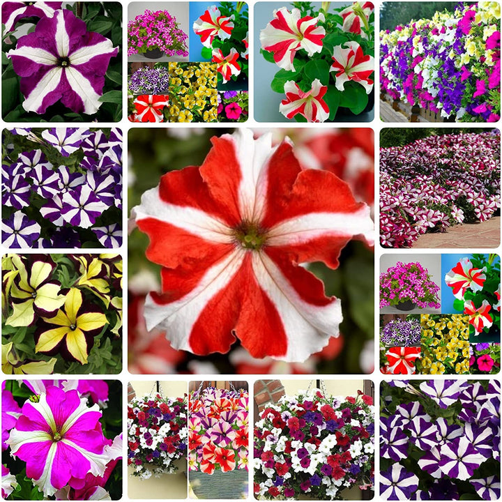 Oblique Petunia Flower Seeds for Planting – Mixed Color, Heirloom Non-GMO High Germination Organic Garden Seeds