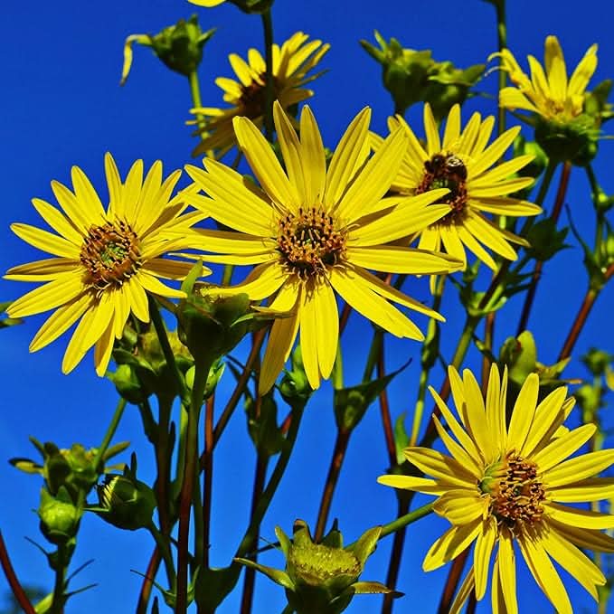 yellow silphium flower seeds