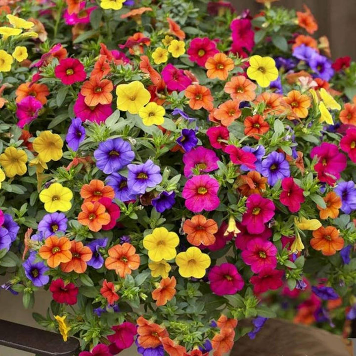 Hanging Petunia Flower Seeds for Planting - Mixed Colors 100 pcs