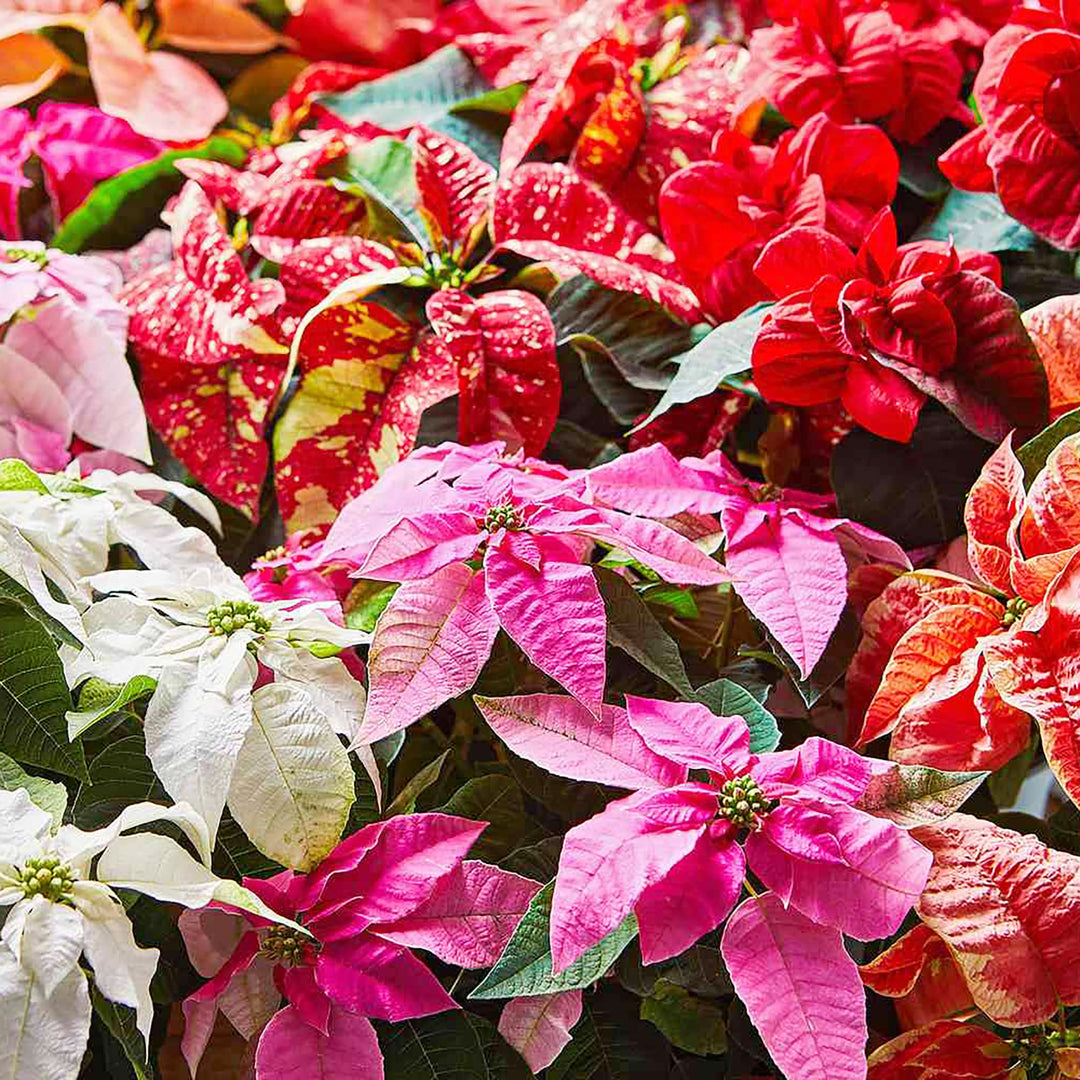 poinsettia euphorbia flower seeds