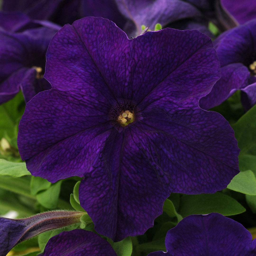 purple dark flower seeds