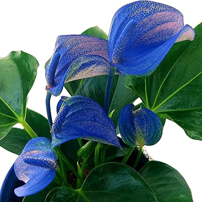 Fresh Anthurium Flower Seeds for Planting, Blue 100 pcs