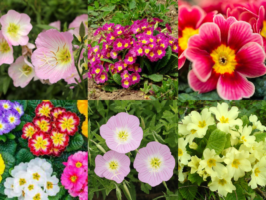 primrose primula flower seeds