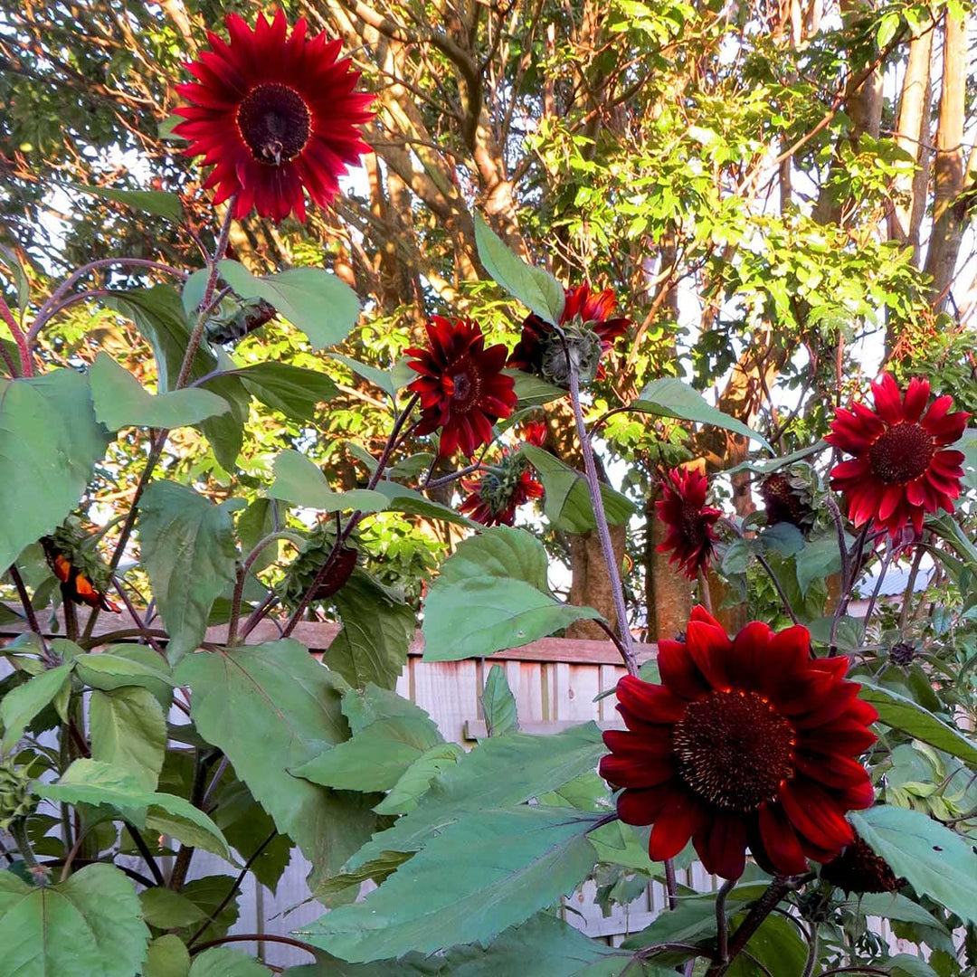 red helianthus flower seeds