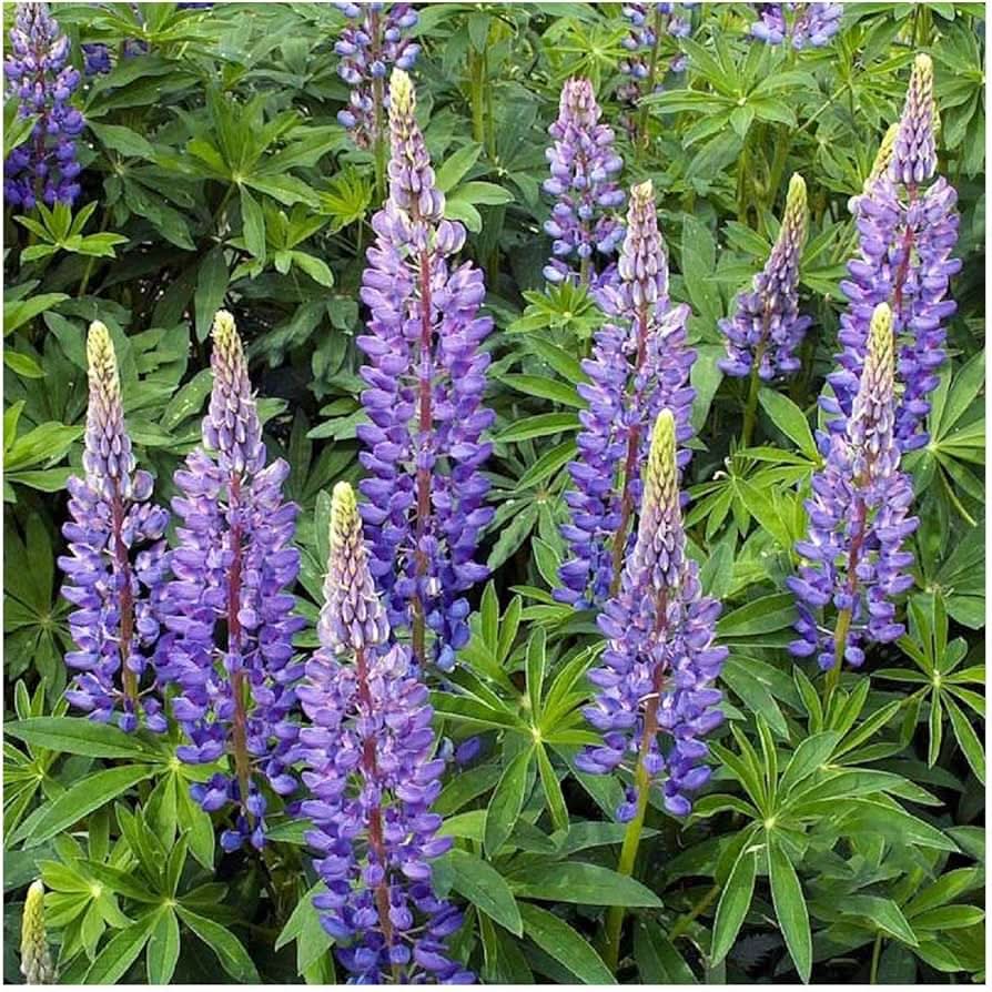european lupine flower seeds
