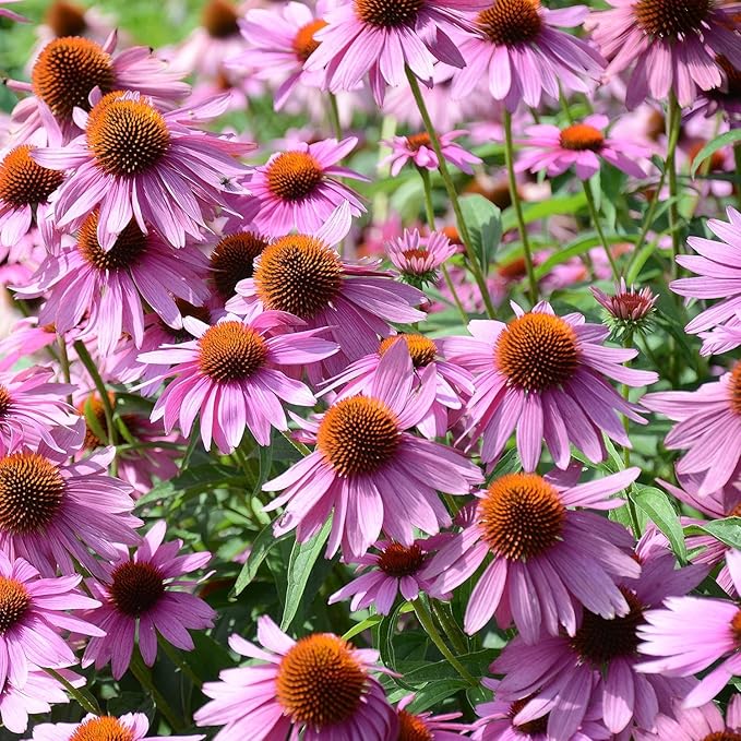 Purple Coneflower Seeds – Heirloom Non-GMO High Germination Seeds for Planting Pollinator-Friendly Garden Flowers