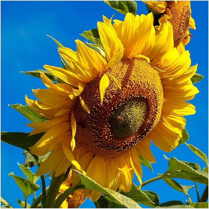 striped sunflower seeds for planting Dwarf Grey Striped Sunflower Seeds for Planting – Compact, Beautiful, Easy Grow Non-GMO Garden Sunflowers 1000 pcs
