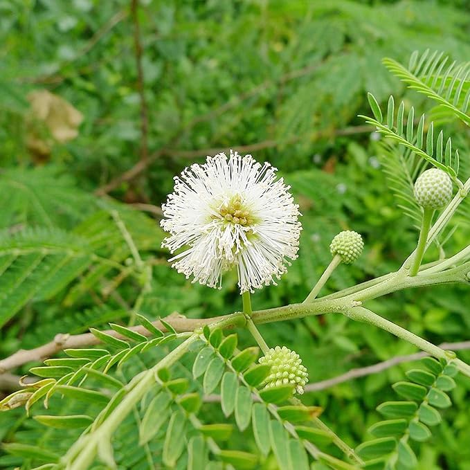 White Tamarind Fruit Seeds Leucaena Leucocephala Drought Tolerant Edible Fast Growing Evergreen Tropical Shrub Self