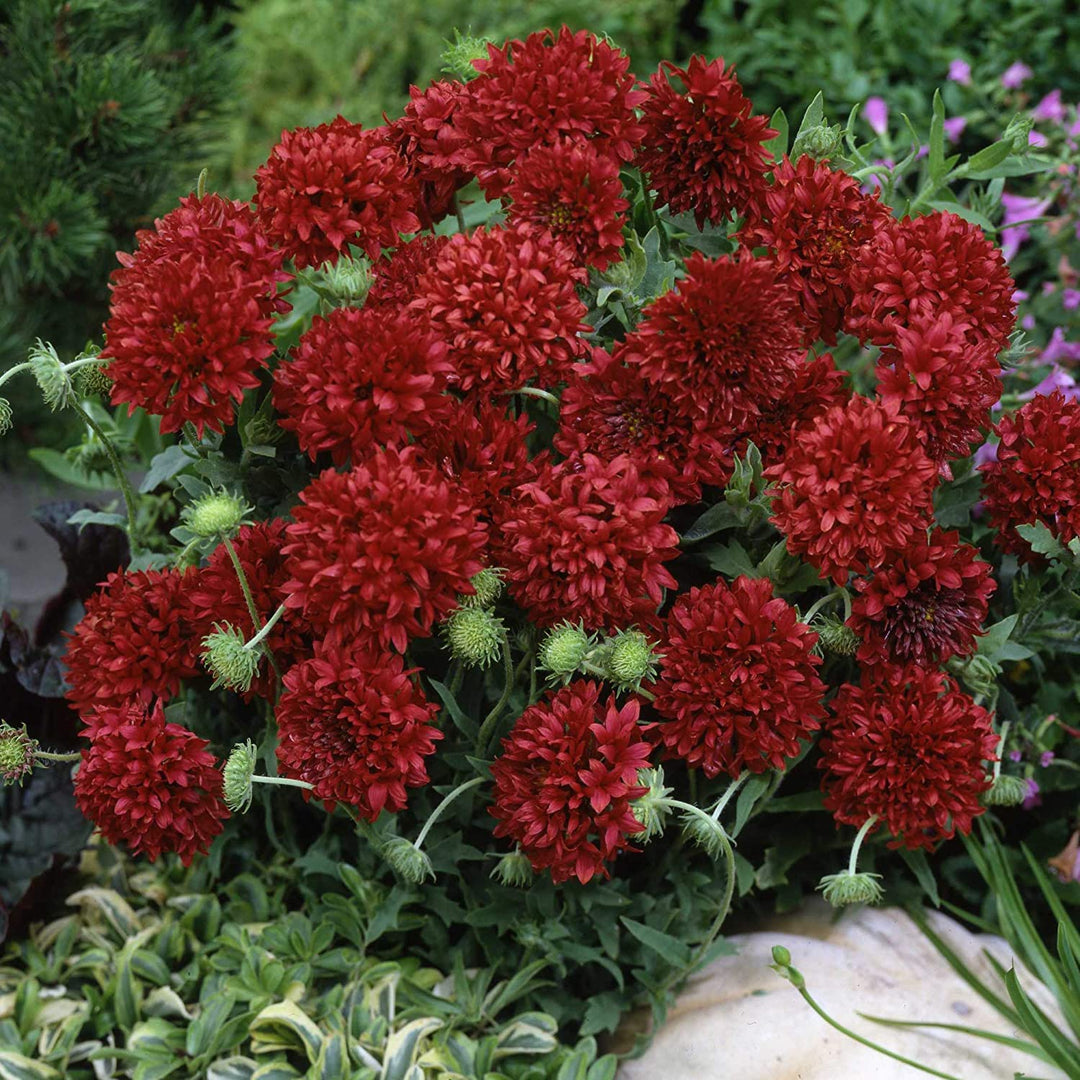 red gaillardia flower seeds