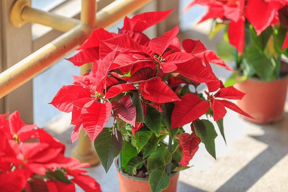 poinsettia euphorbia flower seeds