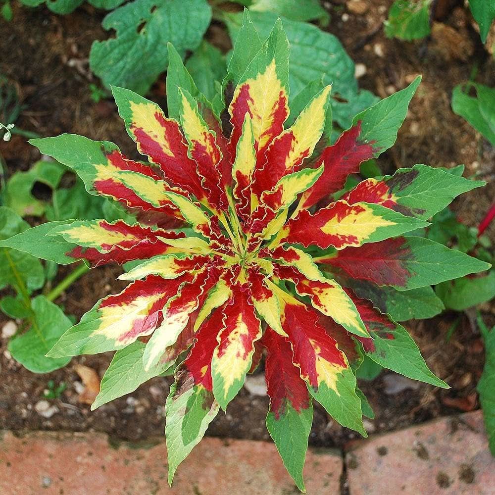 amaranthus amaranthus flower seeds
