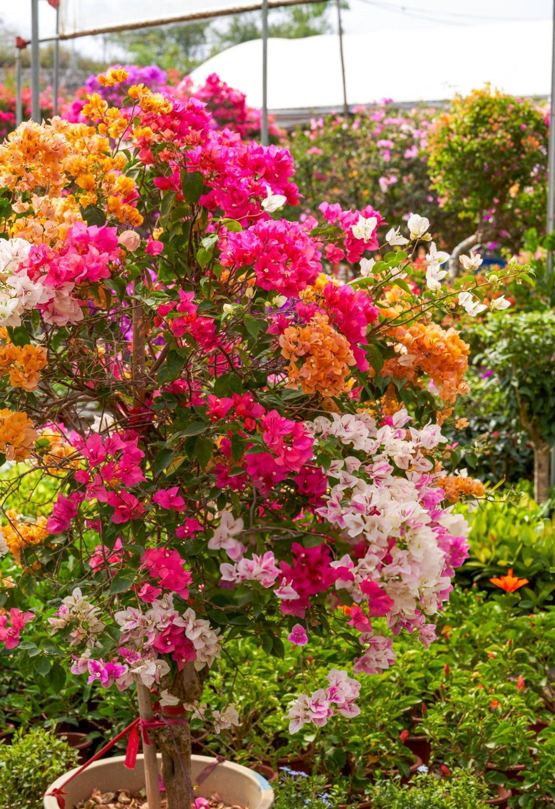 bougainvillea flower flower seeds