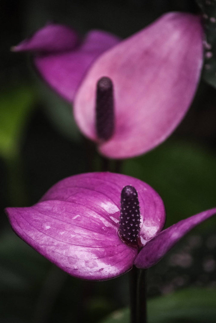 Anthurium Violet Plant Seeds for Planting 100 pcs