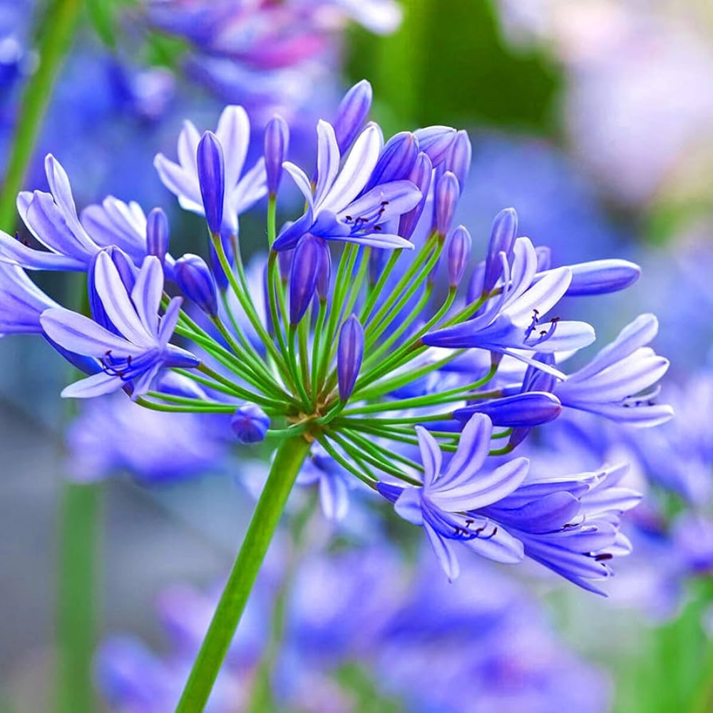 blue heirloom flower seeds