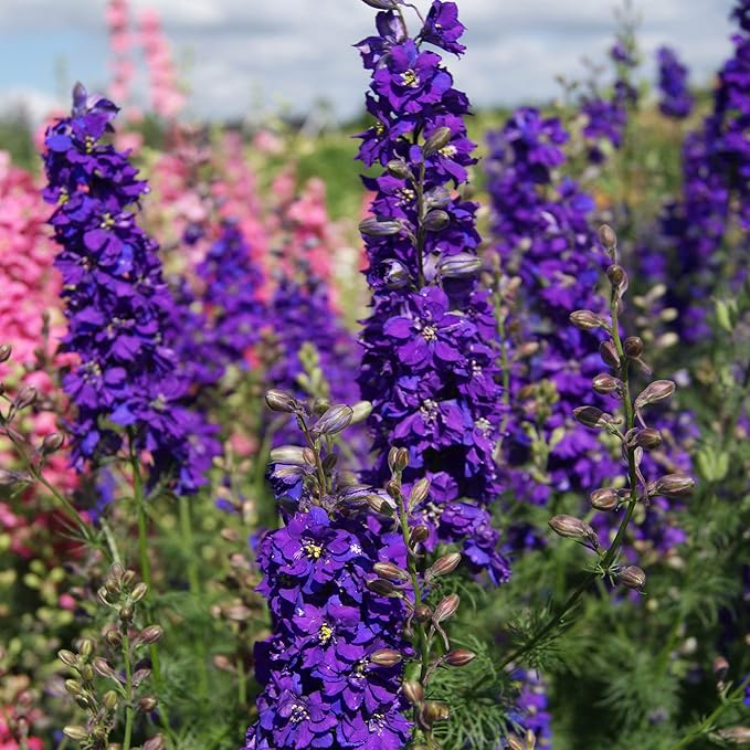 Delphinium Elatum Delphina Rose Flower Planting Flower Seeds Home Garden Planting, Colorful
