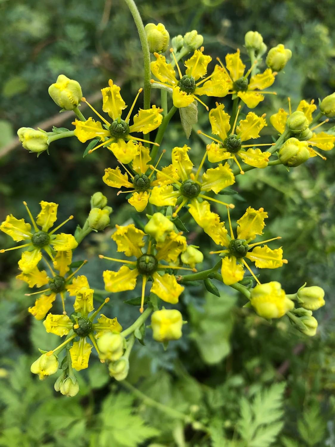 Flower Seeds, Seeds for Planting, Plant Seeds