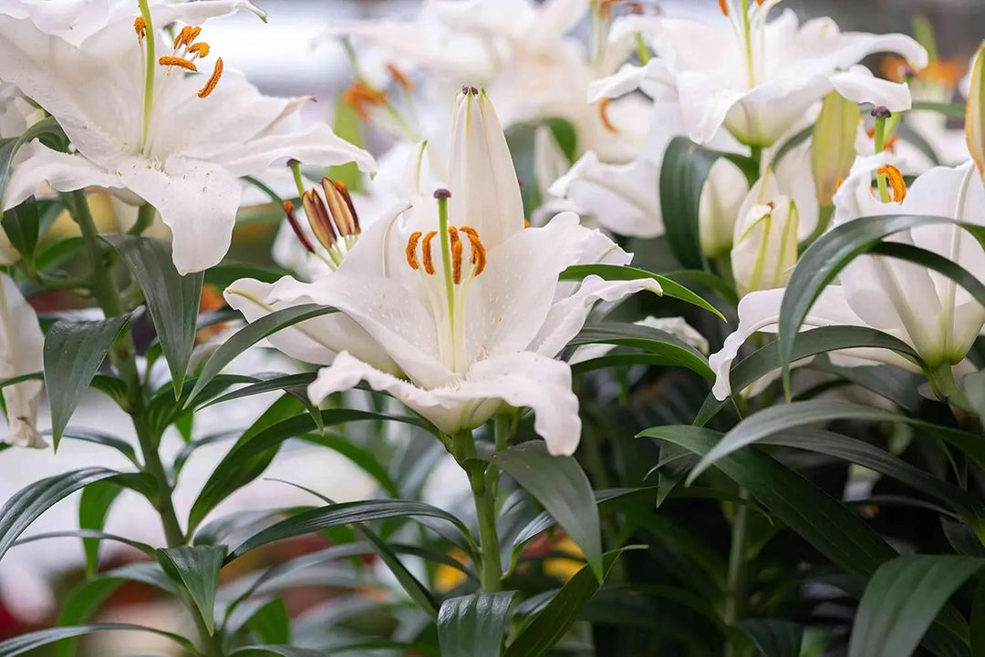 casa blanca flower seeds