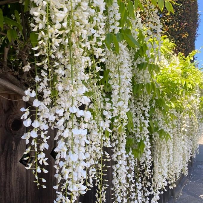 Climbing Weeping Jasmine Flower Seeds for Planting – Heirloom, Non-GMO, Fragrant Vine Seeds