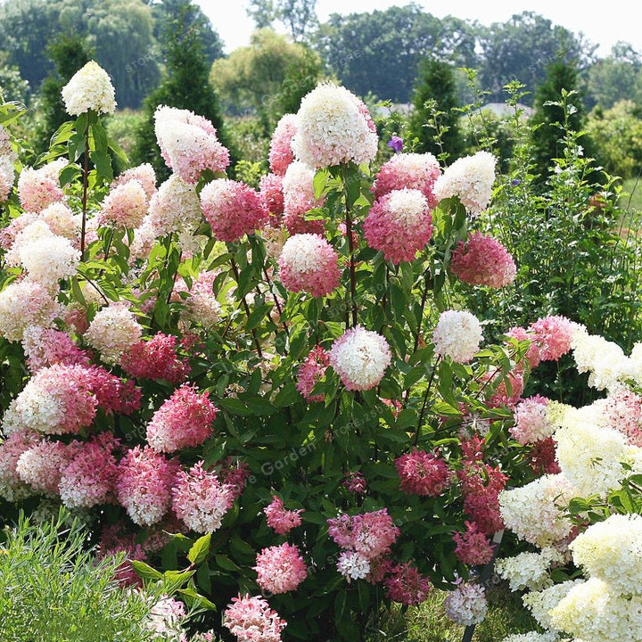 Vanilla Strawberry Hydrangea Hydrangea Paniculata For Planting In Home Garden Flower Seeds for Home