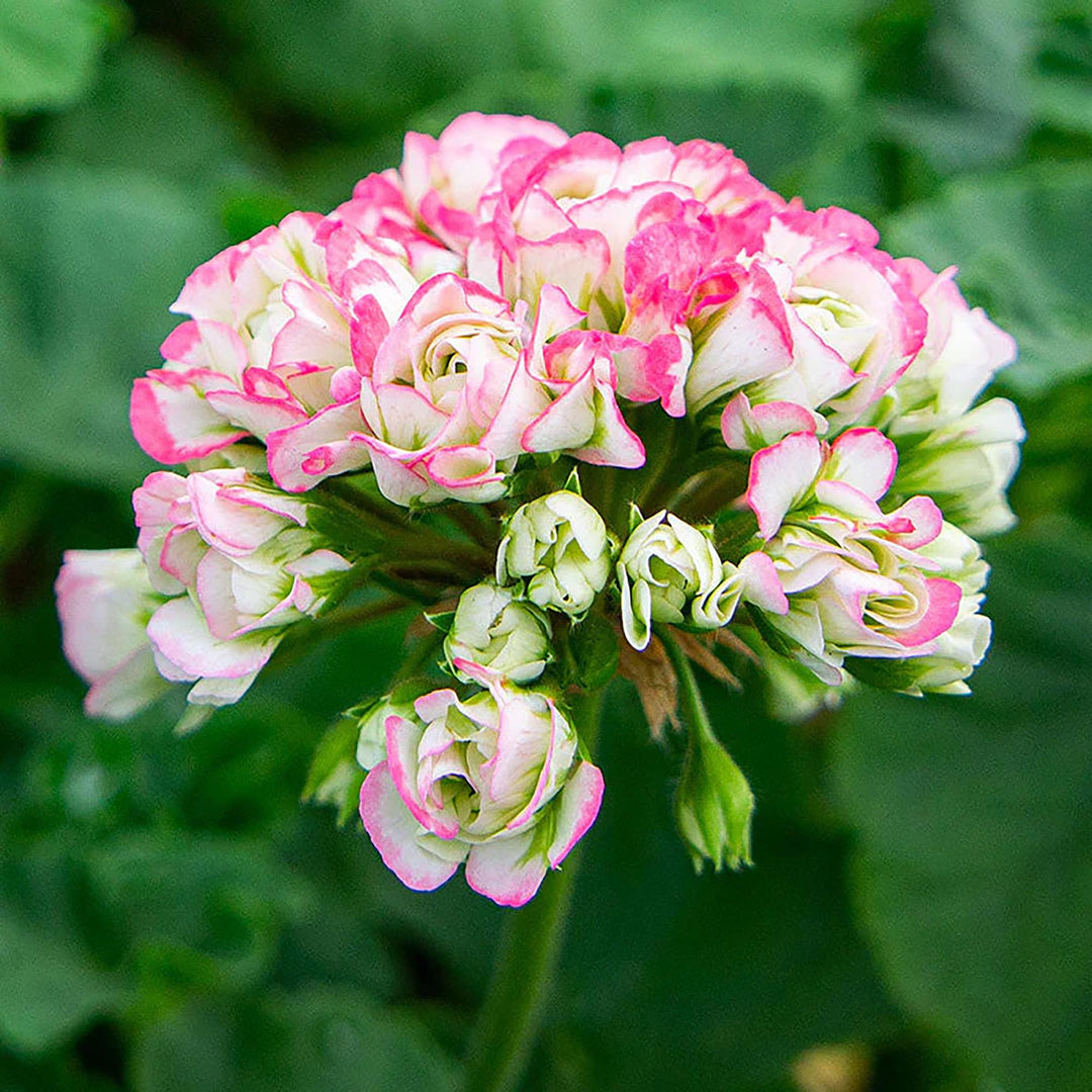 Geranium æbleblomst lyserøde blomsterfrø til plantning 100 stk