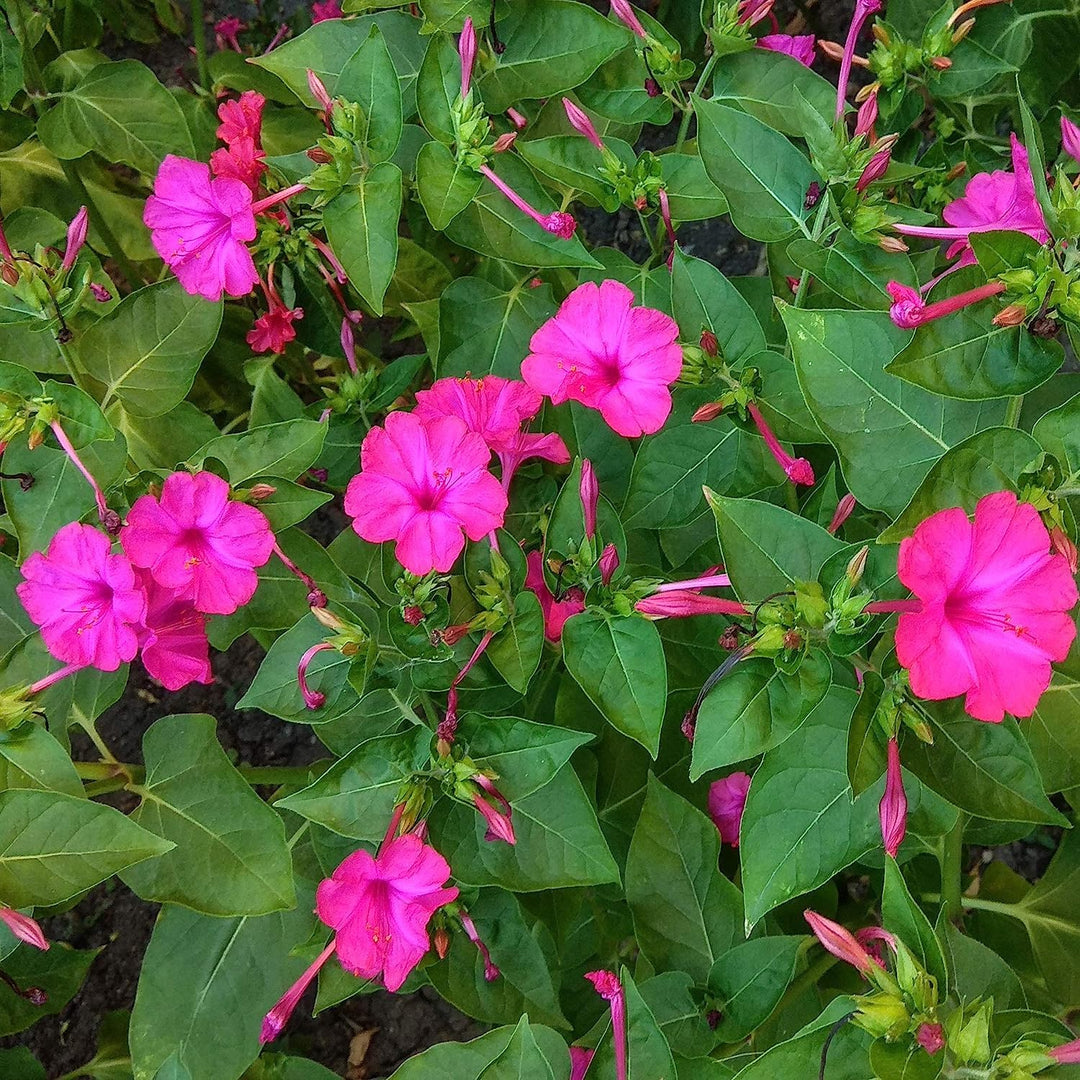 orange pink flower seeds