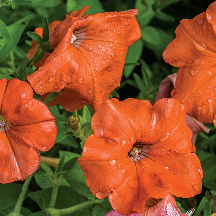 Orange Petunia Flower Seeds for Planting – Heirloom, Non-GMO, High Germination Organic Garden Seeds