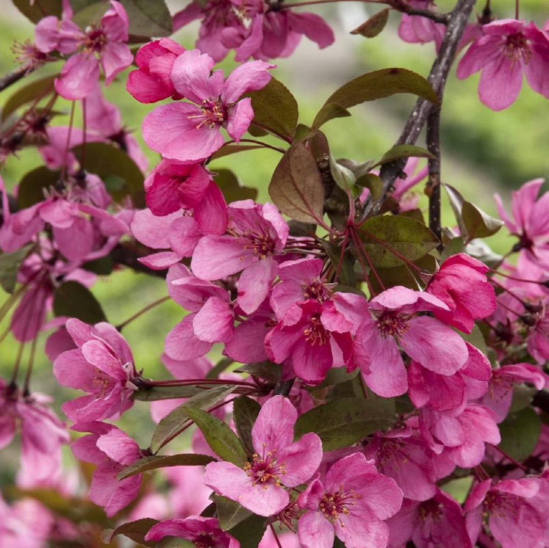 malus prairiefire flower seeds