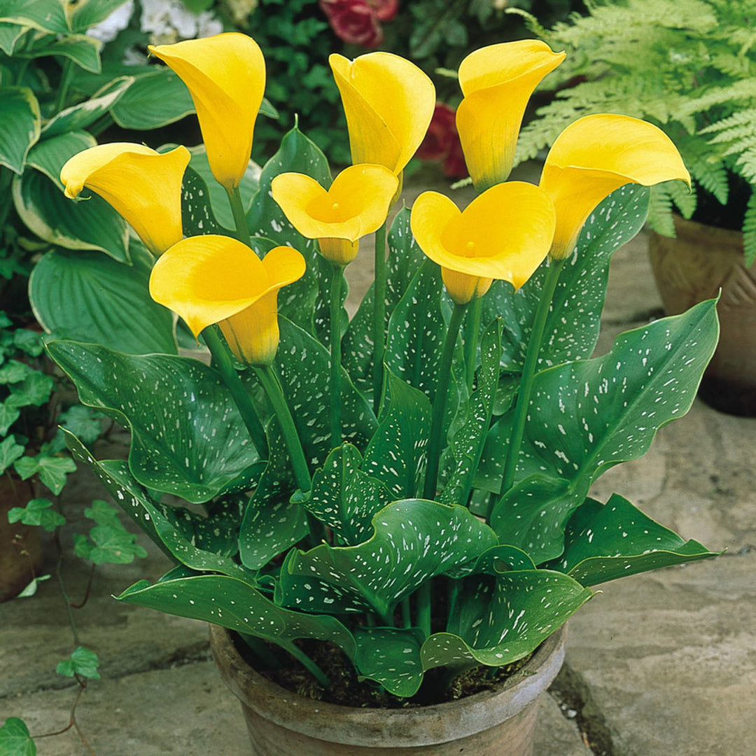 calla lily flower seeds