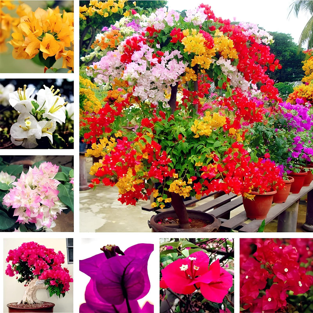 bougainvillea bougainvillea flower seeds