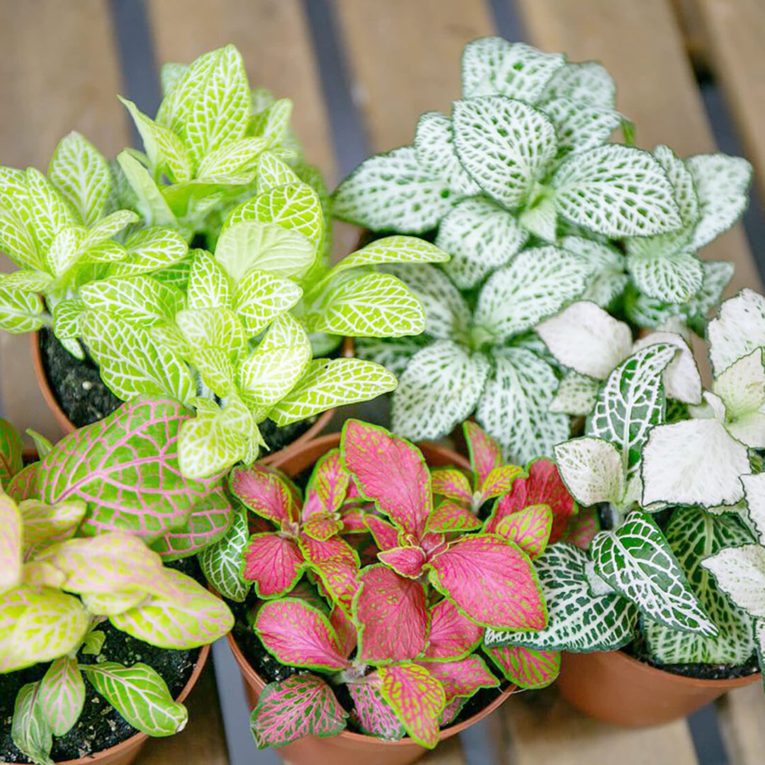 buy indoor plant seeds Fittonia Albivenis, White Nerve Plant Seeds for Planting