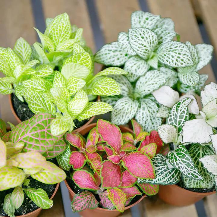 white fittonia flower seeds