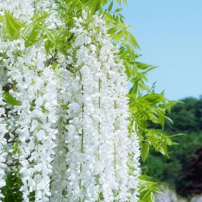 Climbing Weeping Jasmine Flower Seeds for Planting – Heirloom, Non-GMO, Fragrant Vine Seeds