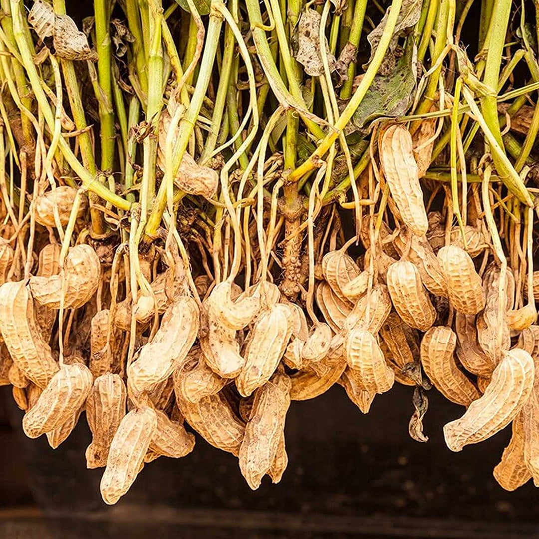 where to buy peanut seeds for planting Peanut Plant Seeds for Garden Planting – Non-GMO Heirloom Organic Gard – Neeraseeds